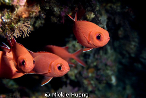 BIG EYES
Soldierfish
Orchid Island Taiwan
 by Mickle Huang 